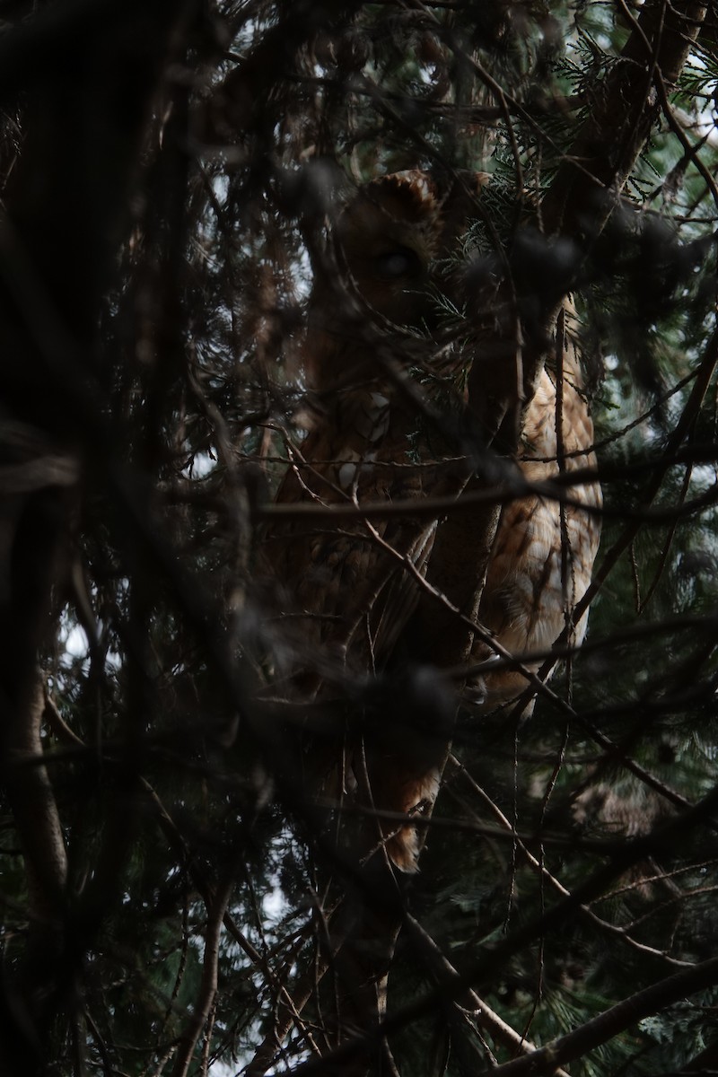 Tawny Owl - ML634593384