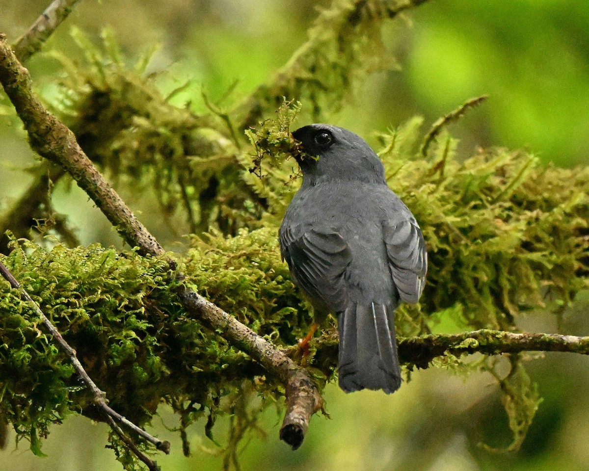 Black-faced Solitaire - ML634593385
