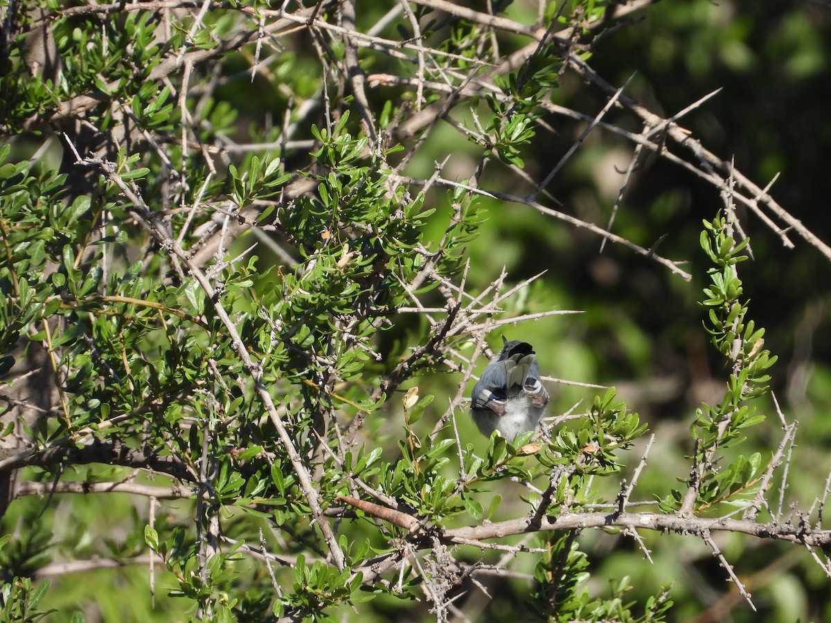 Masked Gnatcatcher - ML634593386