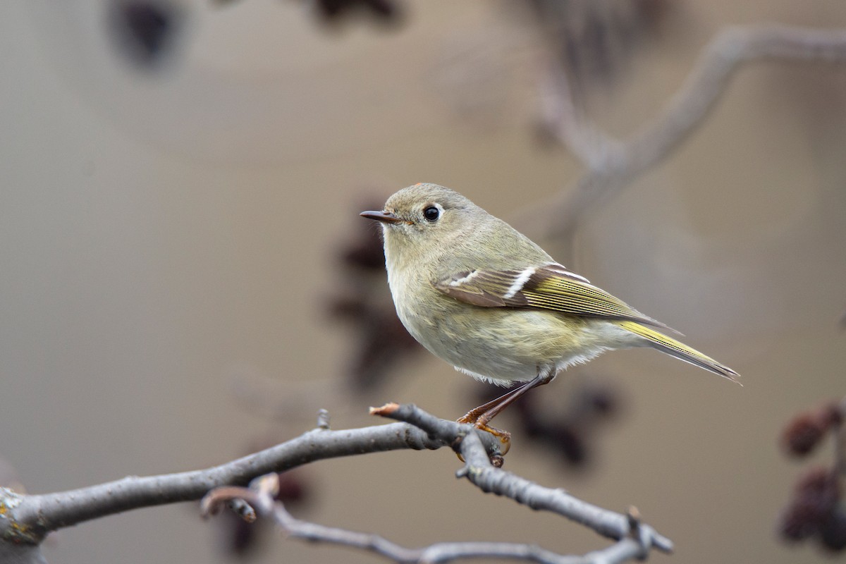 Ruby-crowned Kinglet - ML634593398