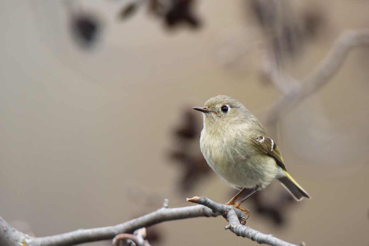 Ruby-crowned Kinglet - ML634593399