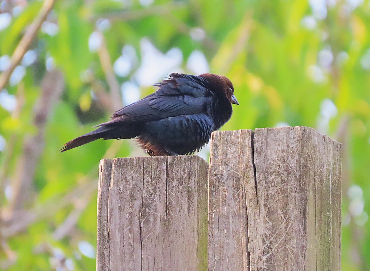 Brown-headed Cowbird - ML634593416