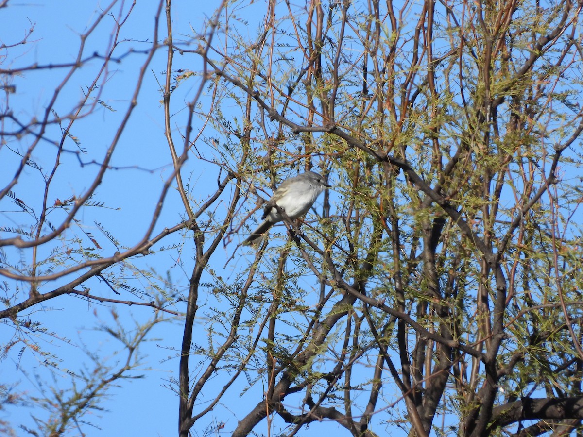 White-crested Tyrannulet (White-bellied) - ML634593437