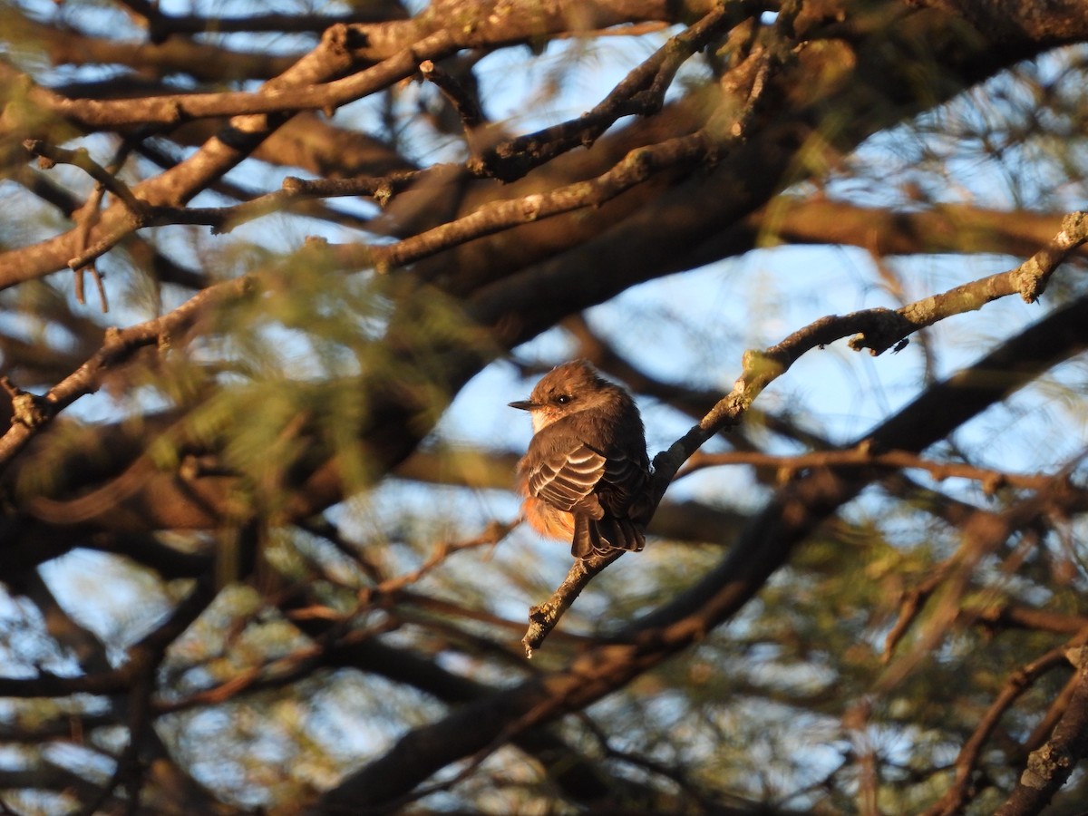 Vermilion Flycatcher - ML634593442