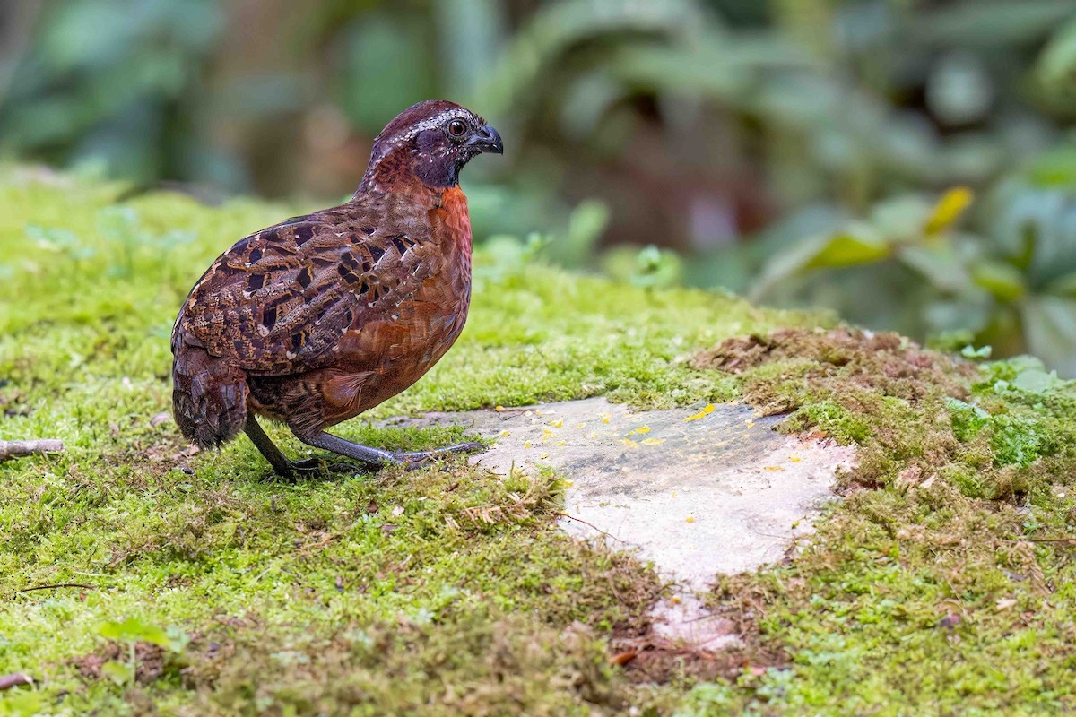 Rufous-breasted Wood-Quail - ML634593443