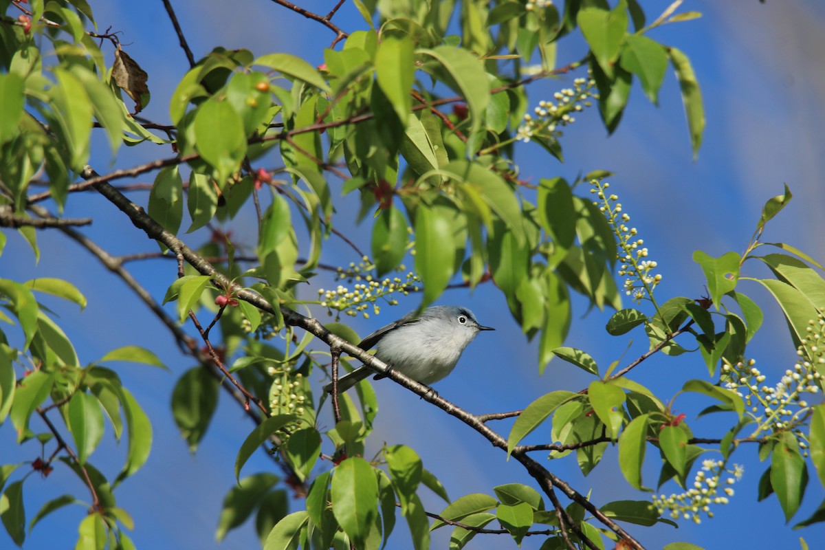 Blue-gray Gnatcatcher - ML634593449