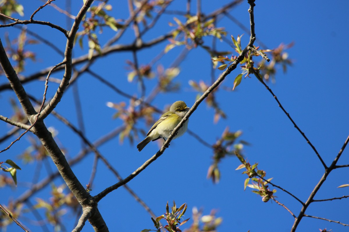 White-eyed Vireo - ML634593455