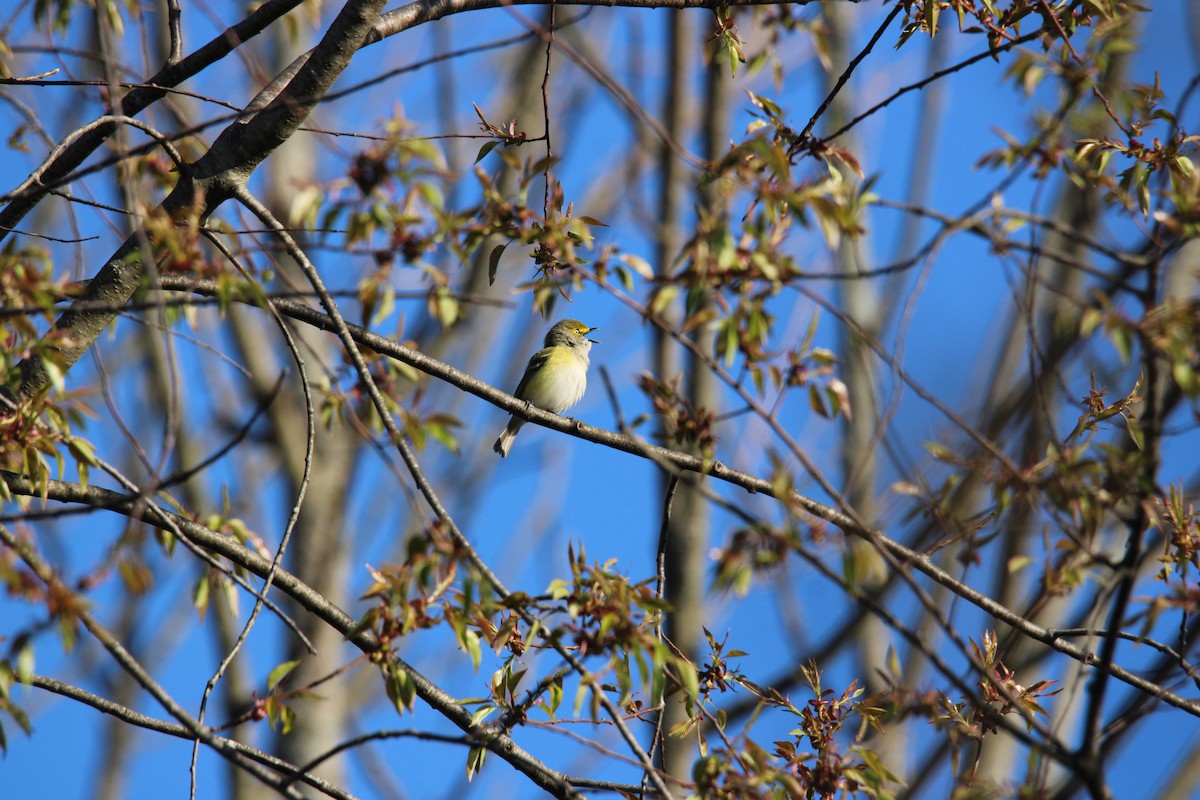 White-eyed Vireo - ML634593457