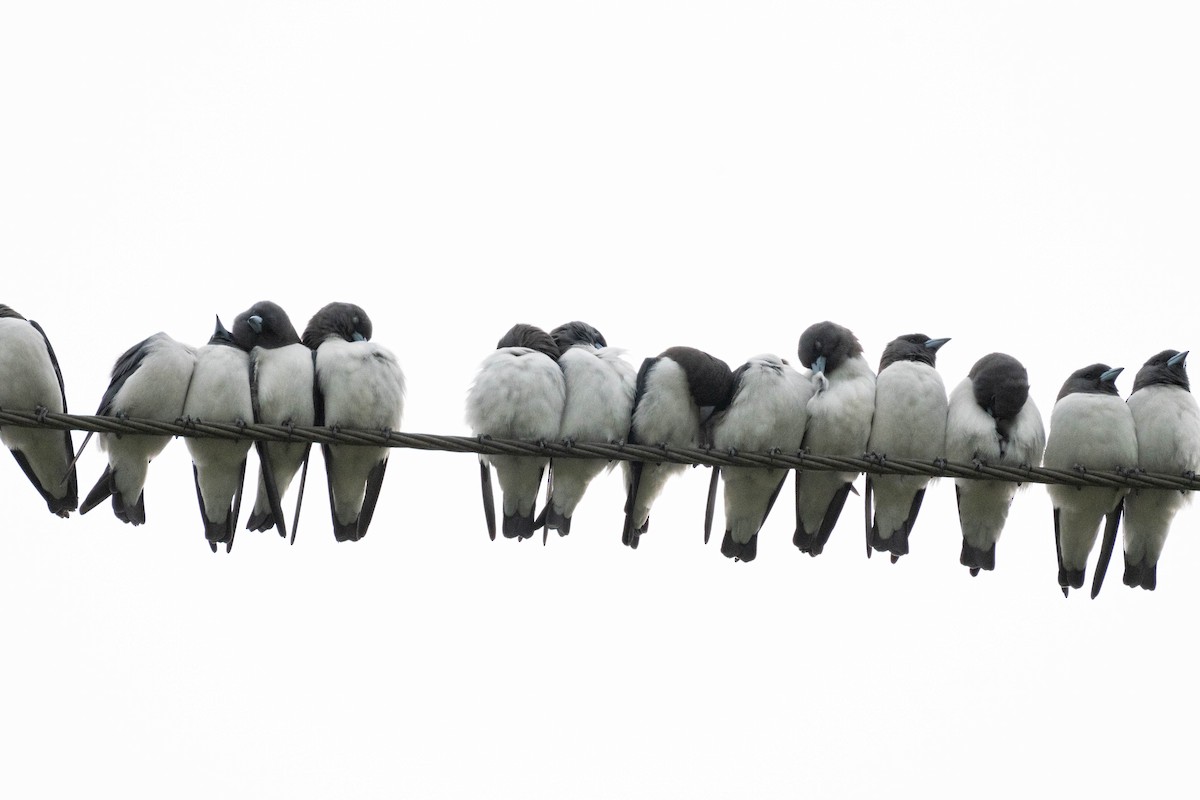 White-breasted Woodswallow - ML634593513