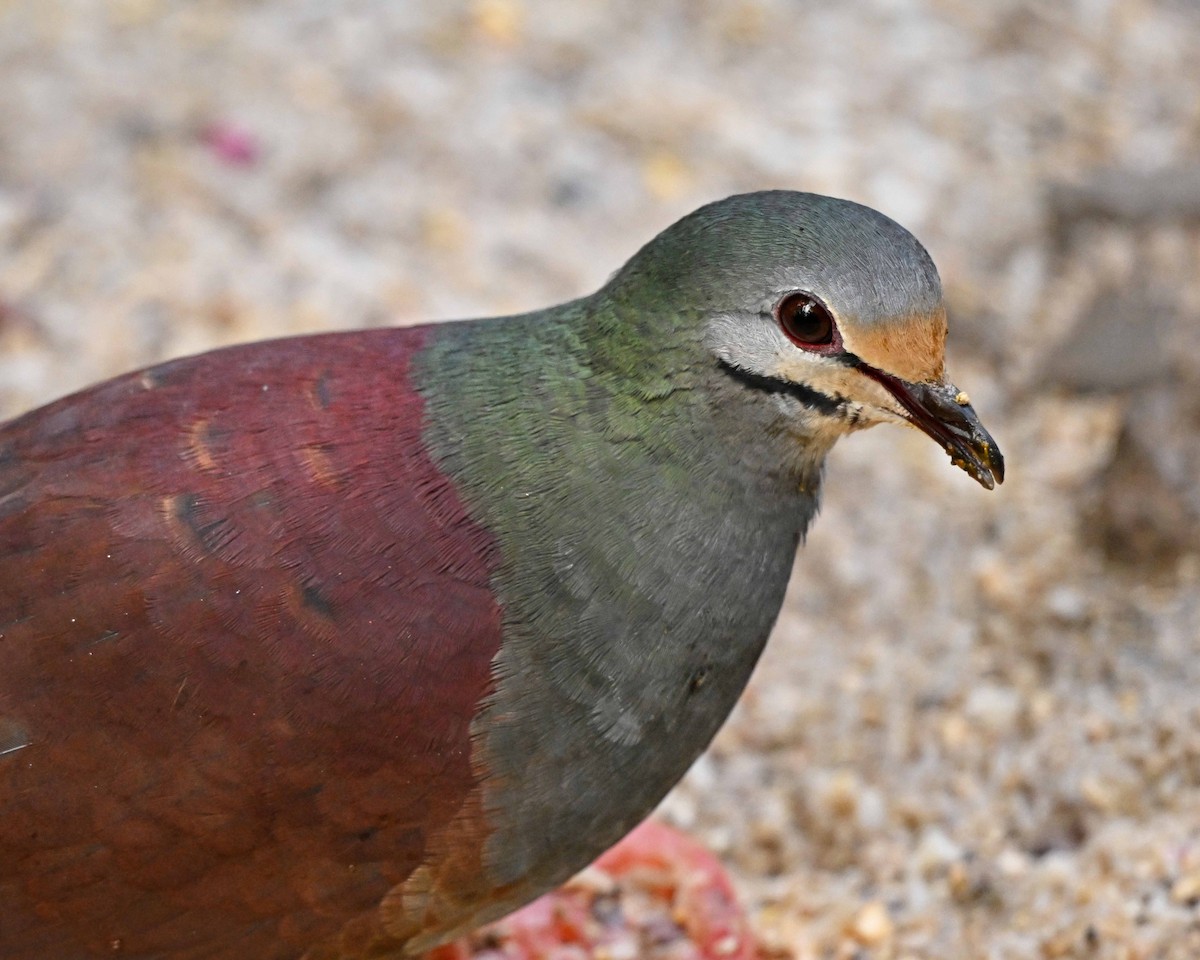 Buff-fronted Quail-Dove - ML634593523