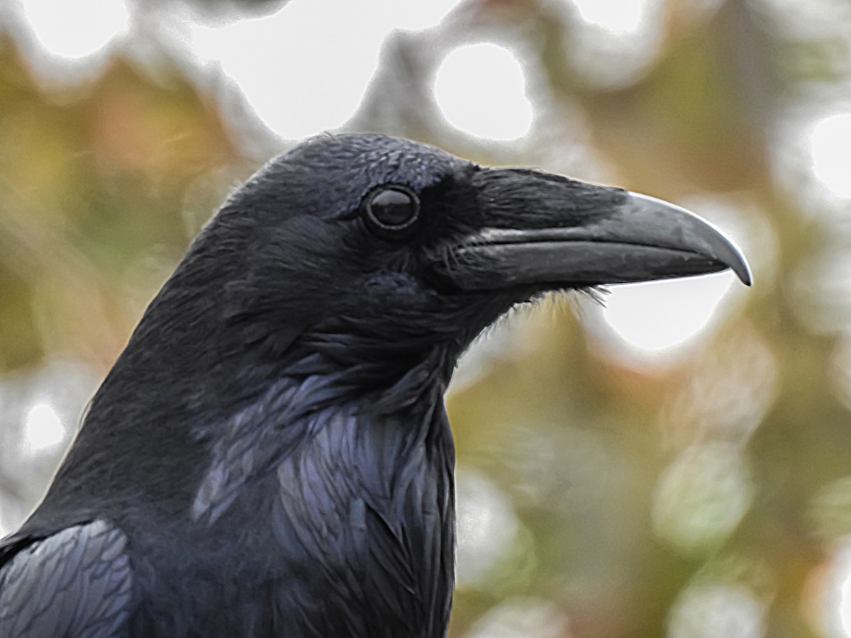 Common Raven - ML634593556