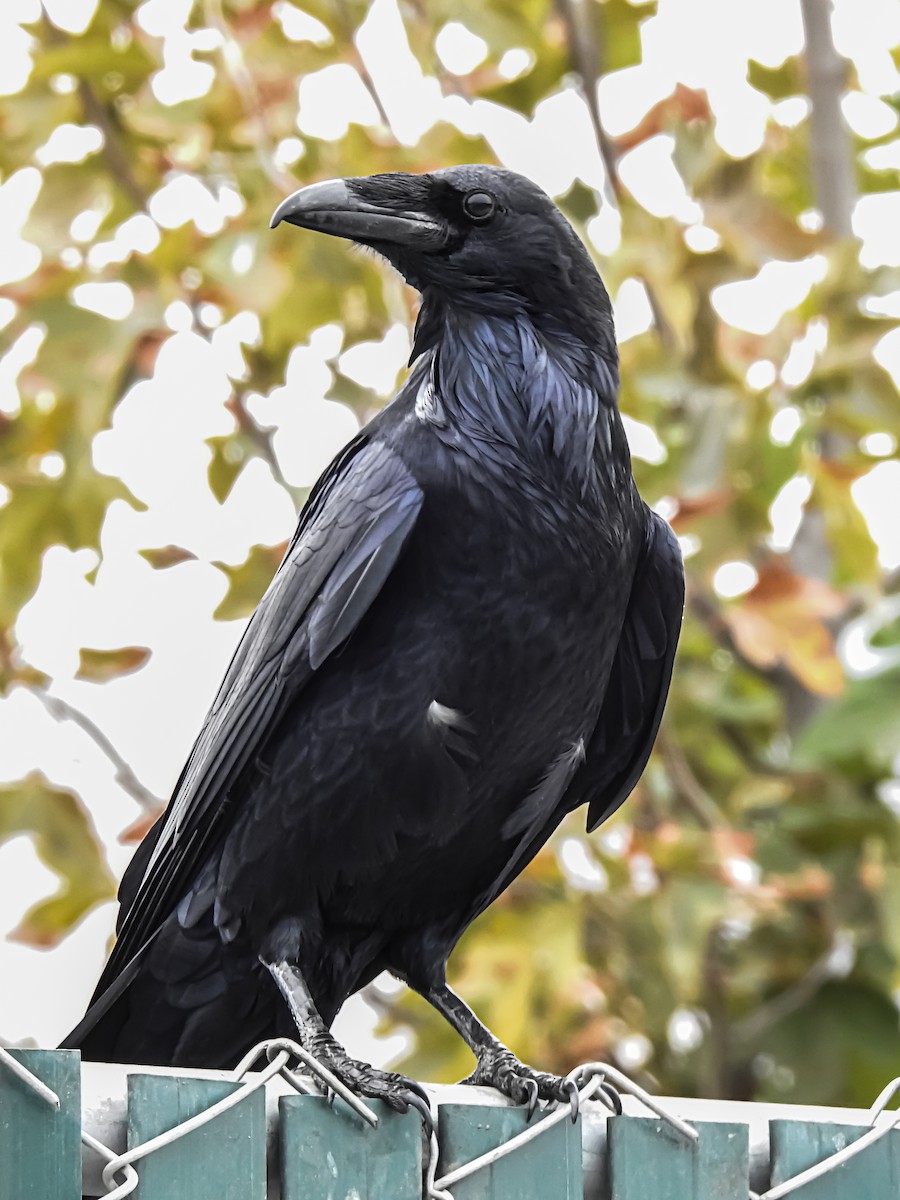 Common Raven - ML634593557