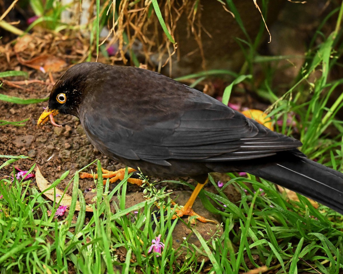 Sooty Thrush - ML634593595