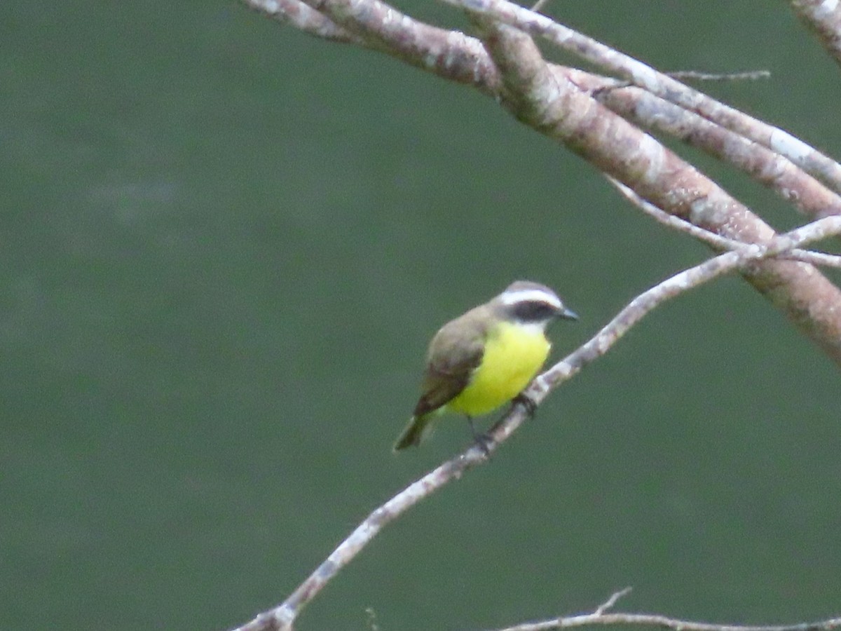 Social Flycatcher - ML634593612