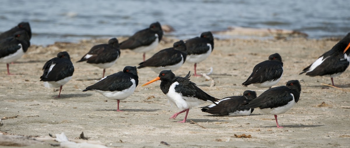 South Island Oystercatcher - ML634593640