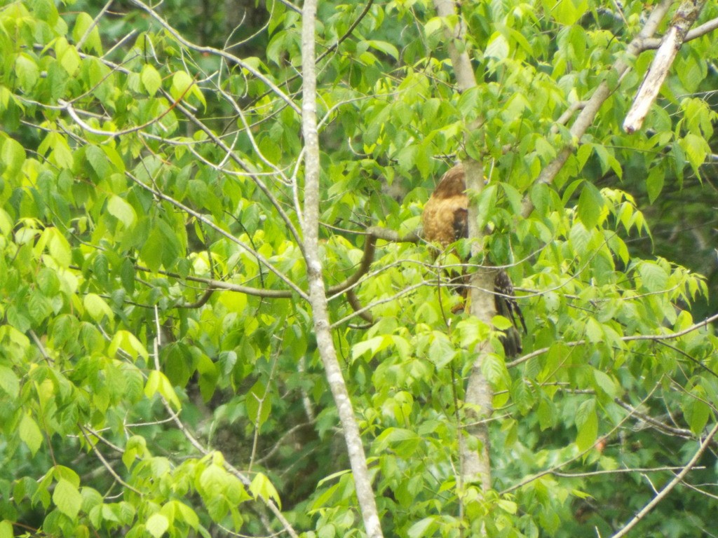 Rotschulterbussard - ML634593657