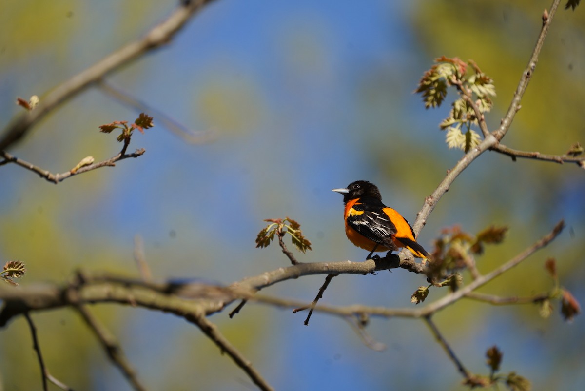 Baltimore Oriole - ML634593687