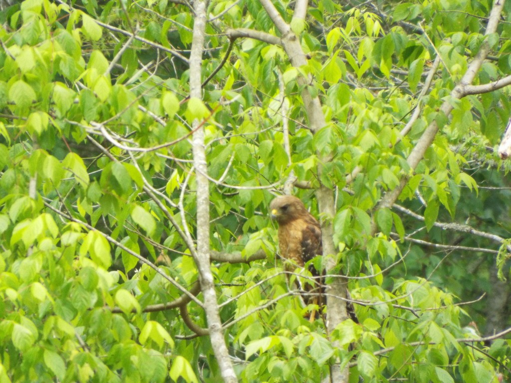 Rotschulterbussard - ML634593743