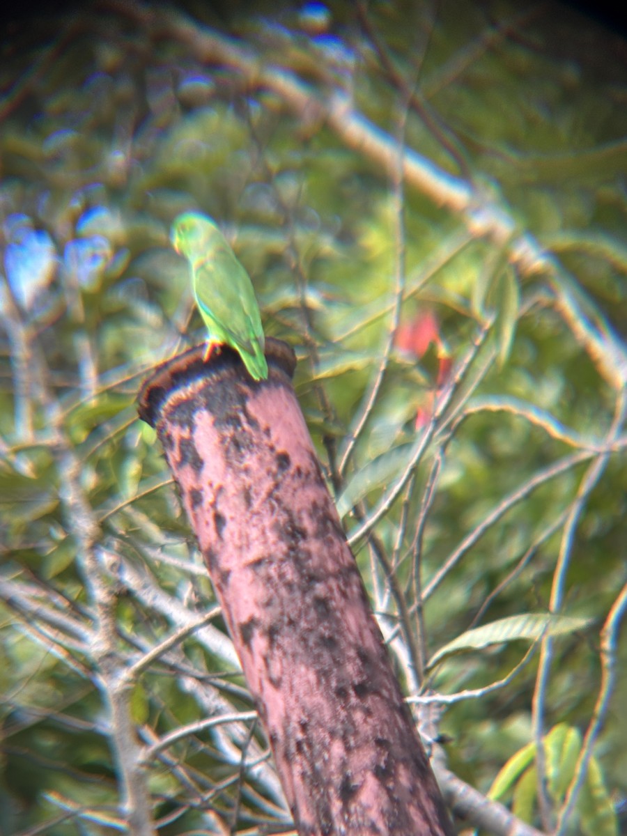 Green-rumped Parrotlet - ML634593754