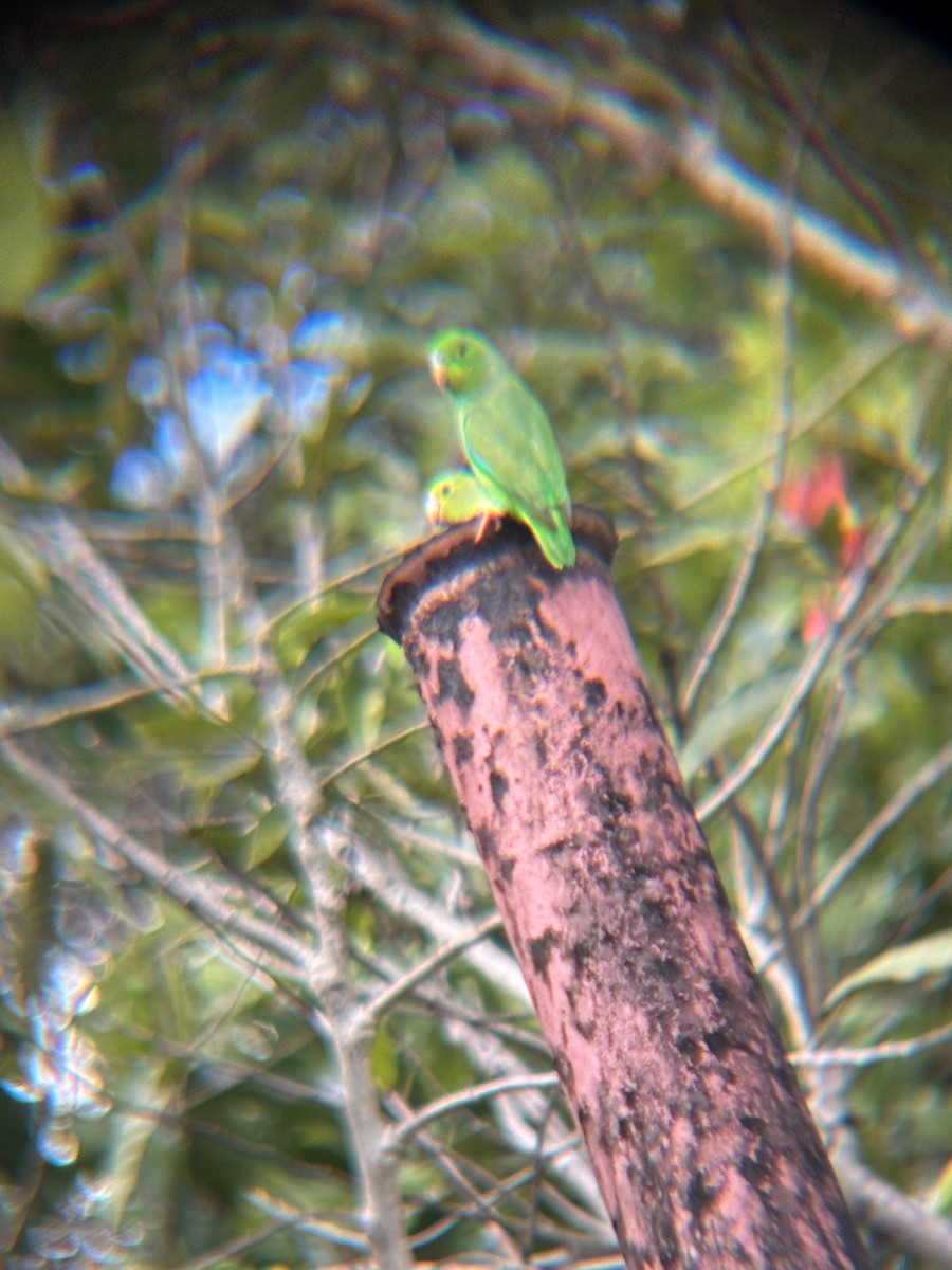 Green-rumped Parrotlet - ML634593756