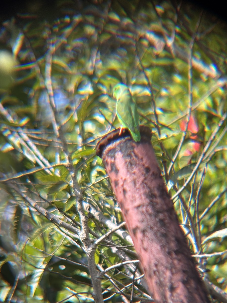 Green-rumped Parrotlet - ML634593757