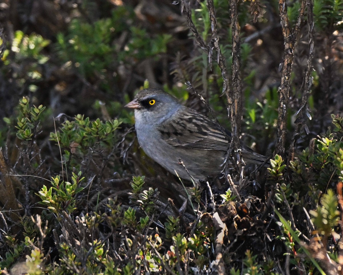 Volcano Junco - ML634593776
