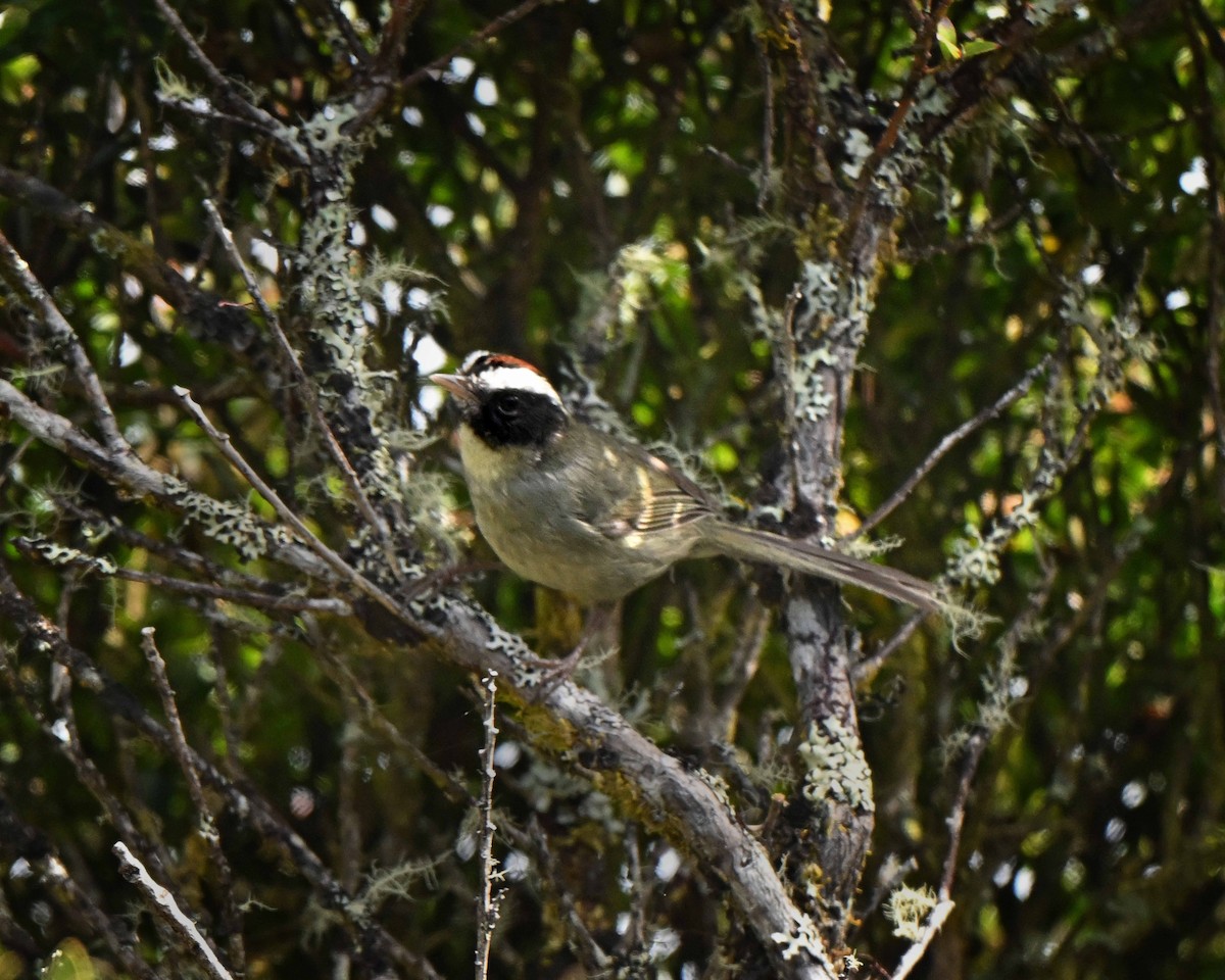 Black-cheeked Warbler - ML634593780