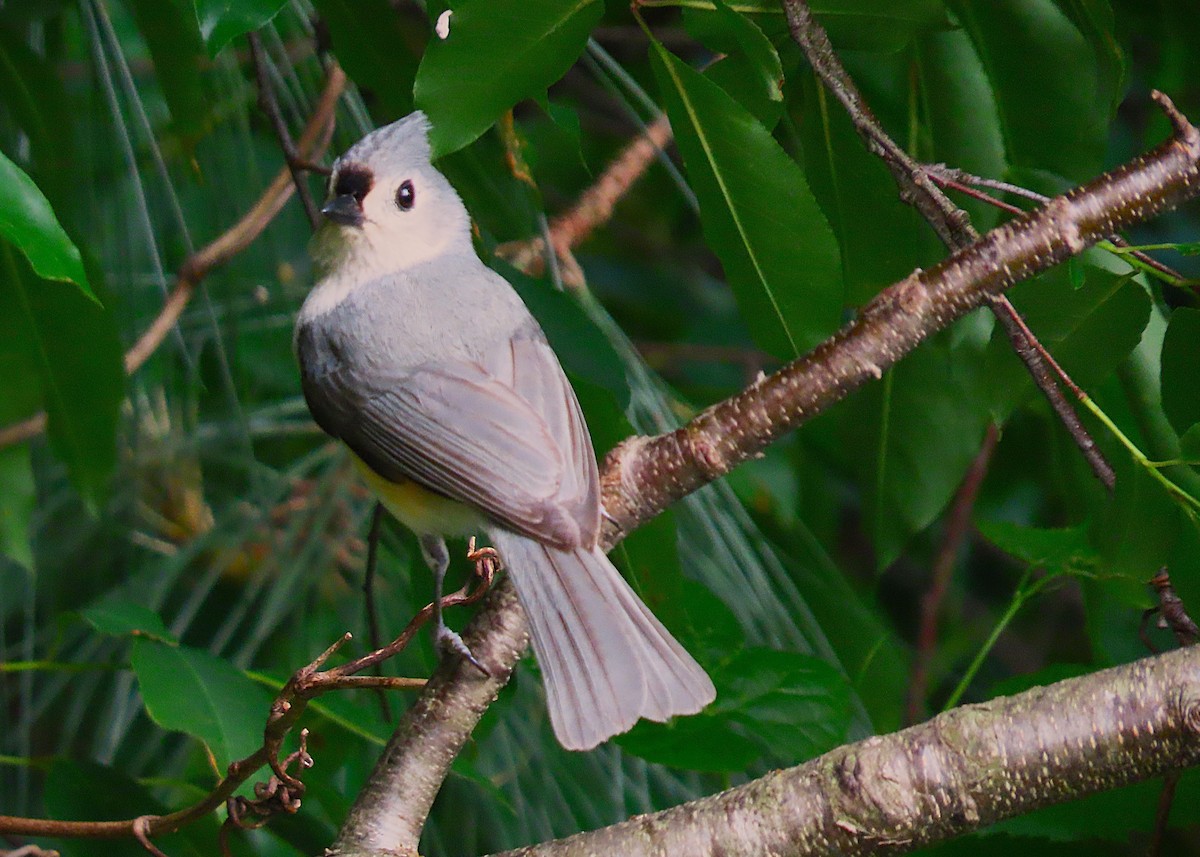 Tufted Titmouse - ML634593782
