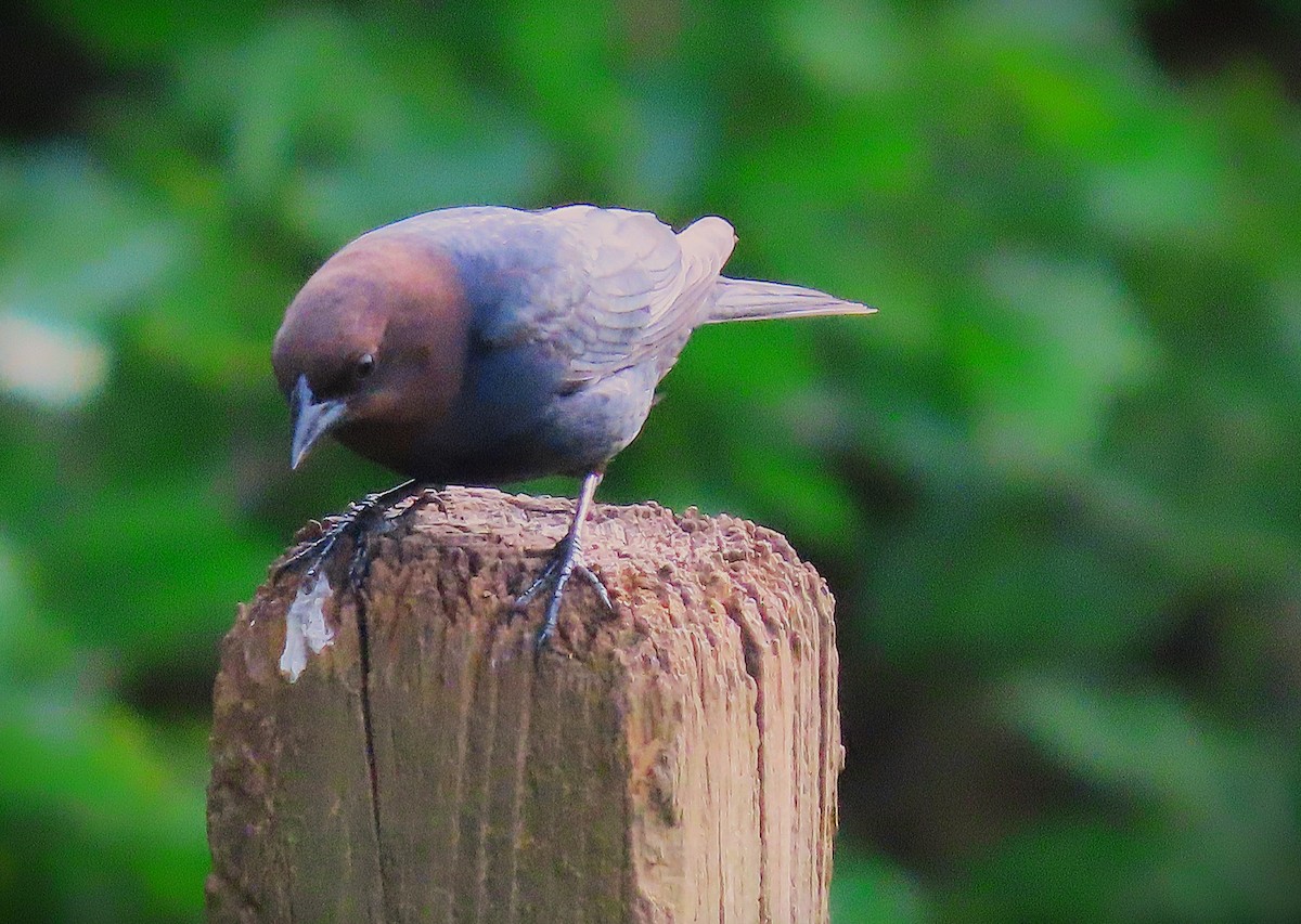 Brown-headed Cowbird - ML634593790