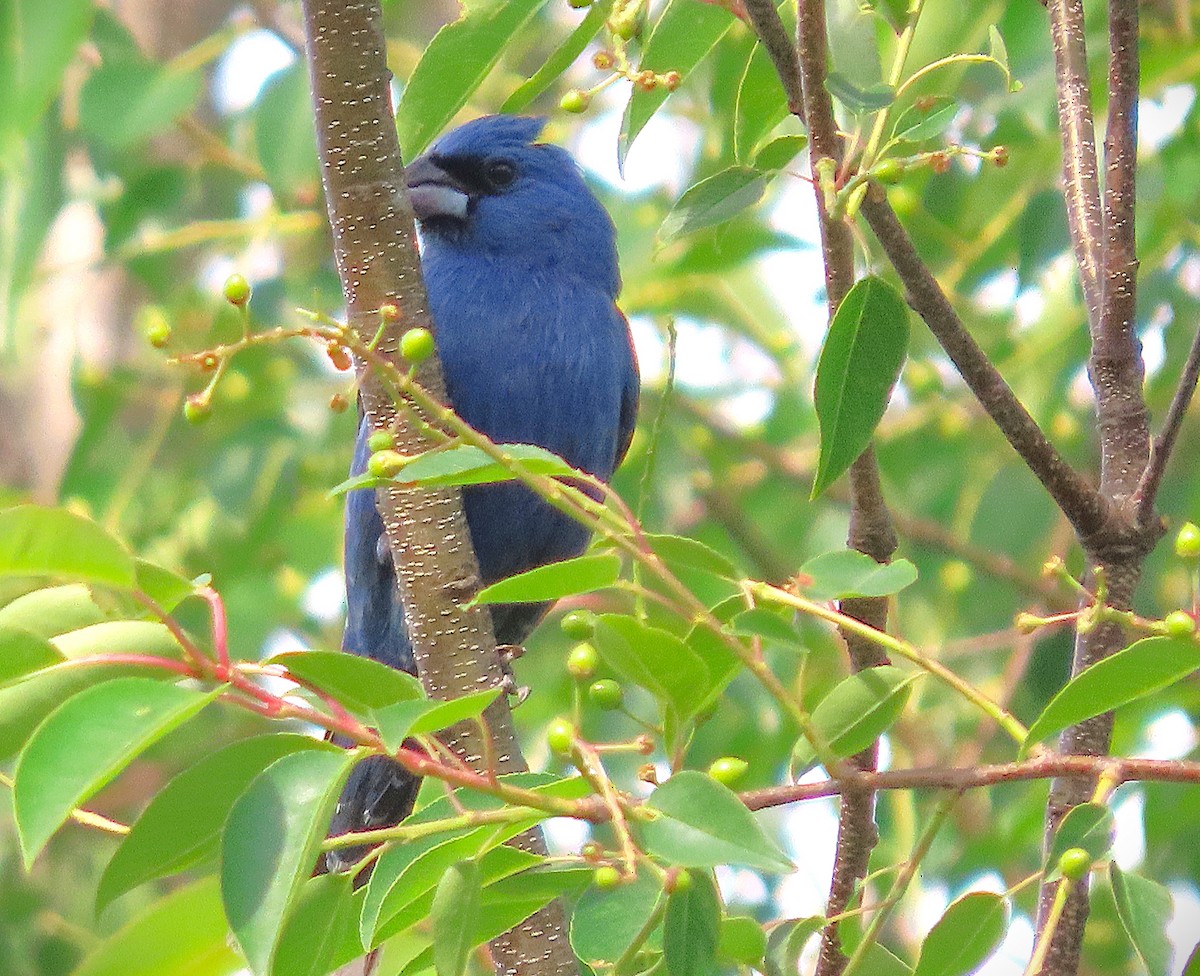 Blue Grosbeak - ML634593800