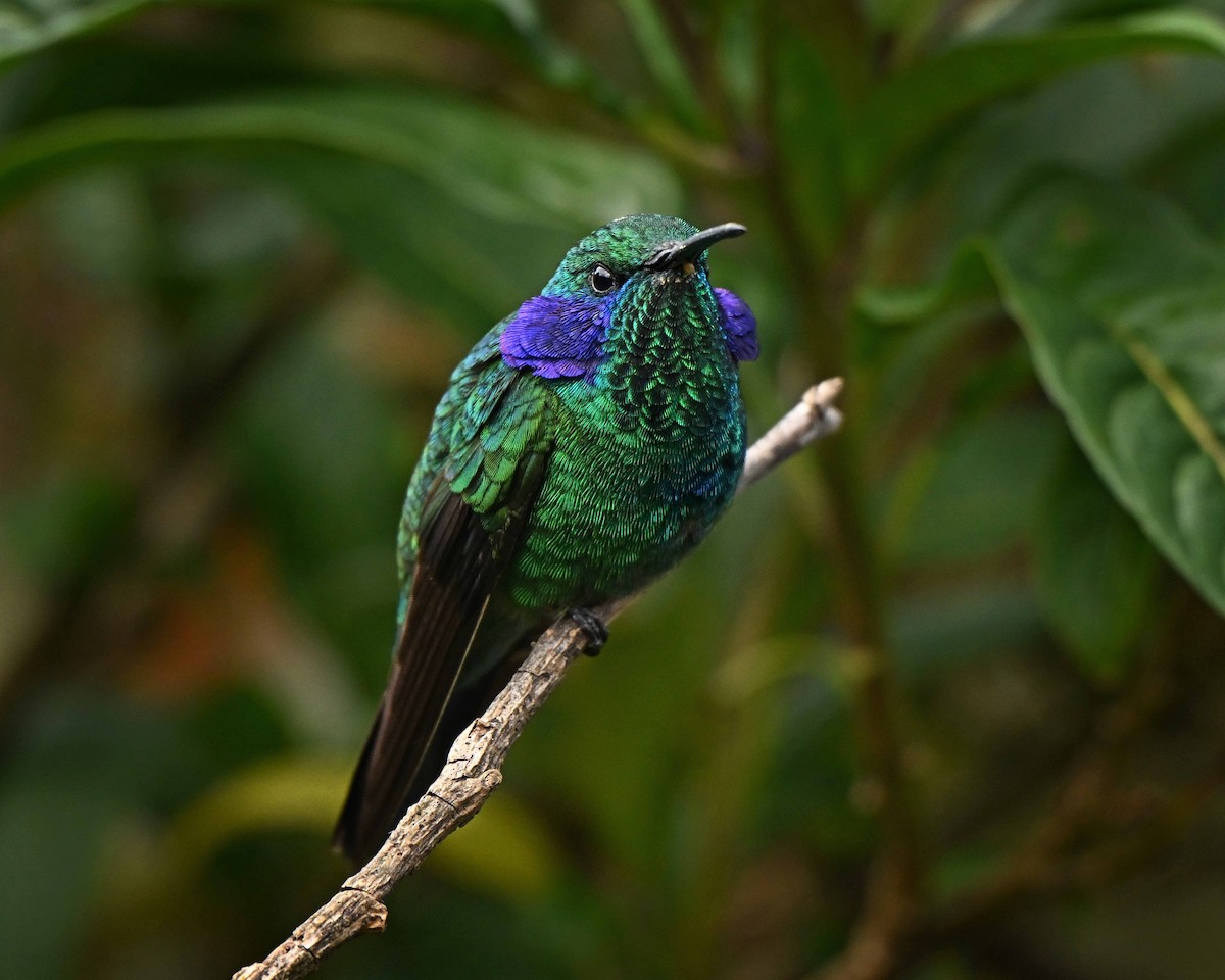 kolibřík modrouchý - ML634593805