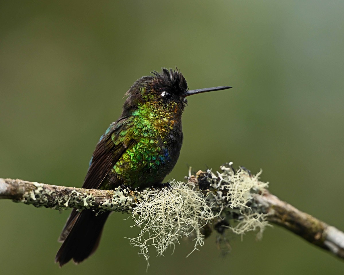 kolibřík ohnivobradý - ML634593818