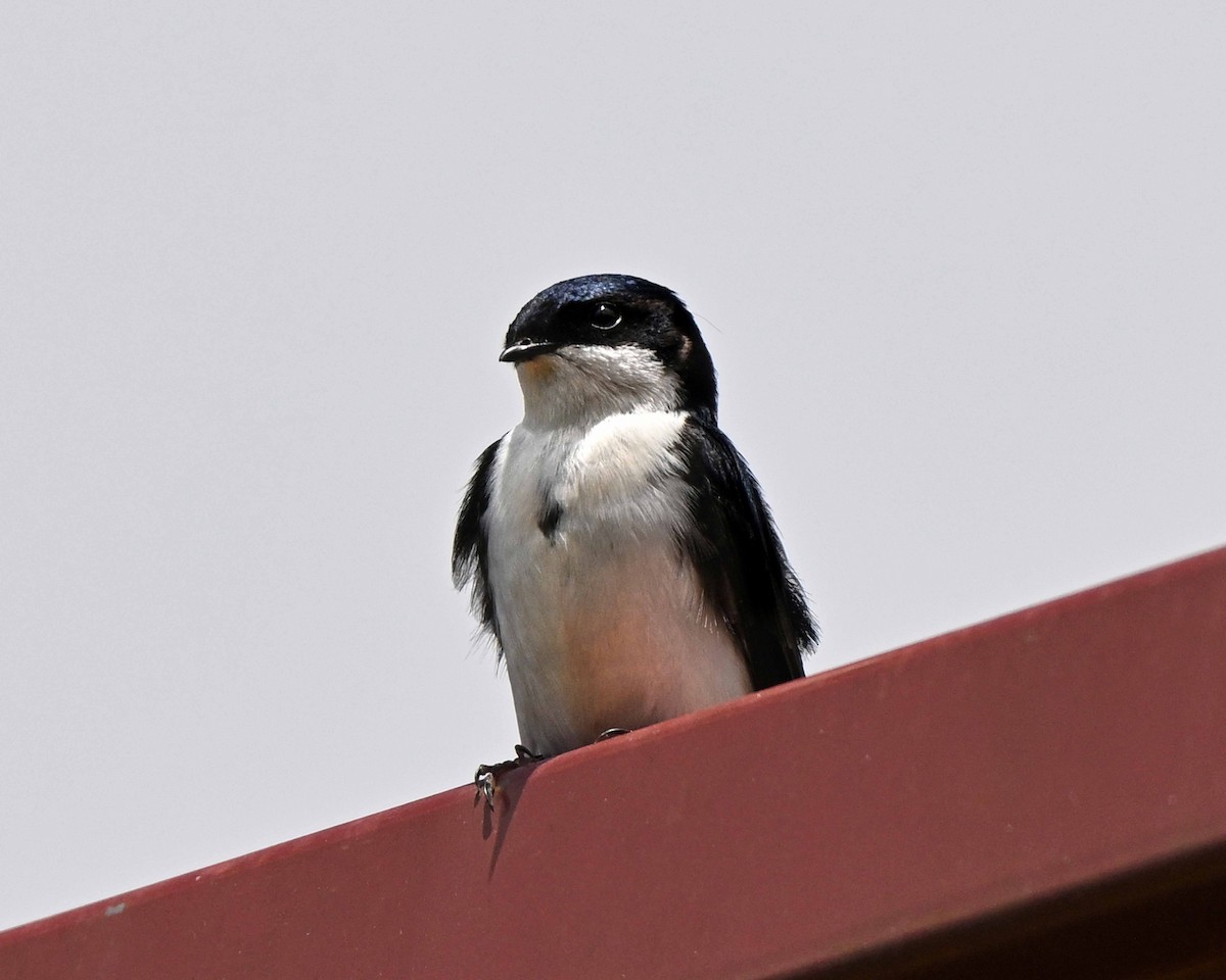 vlaštovka modrobílá - ML634593821