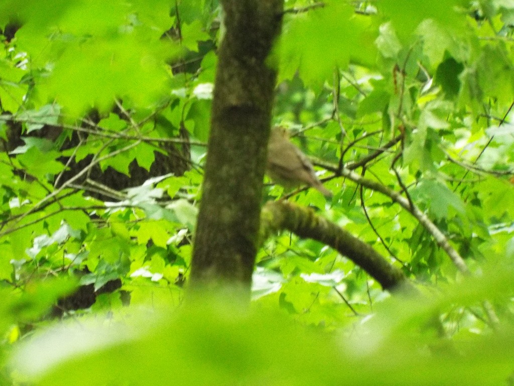 Musendrossel, unbestimmt - ML634593825