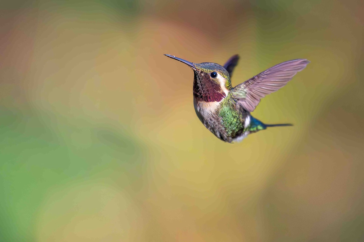Colibri bourdon - ML634593826