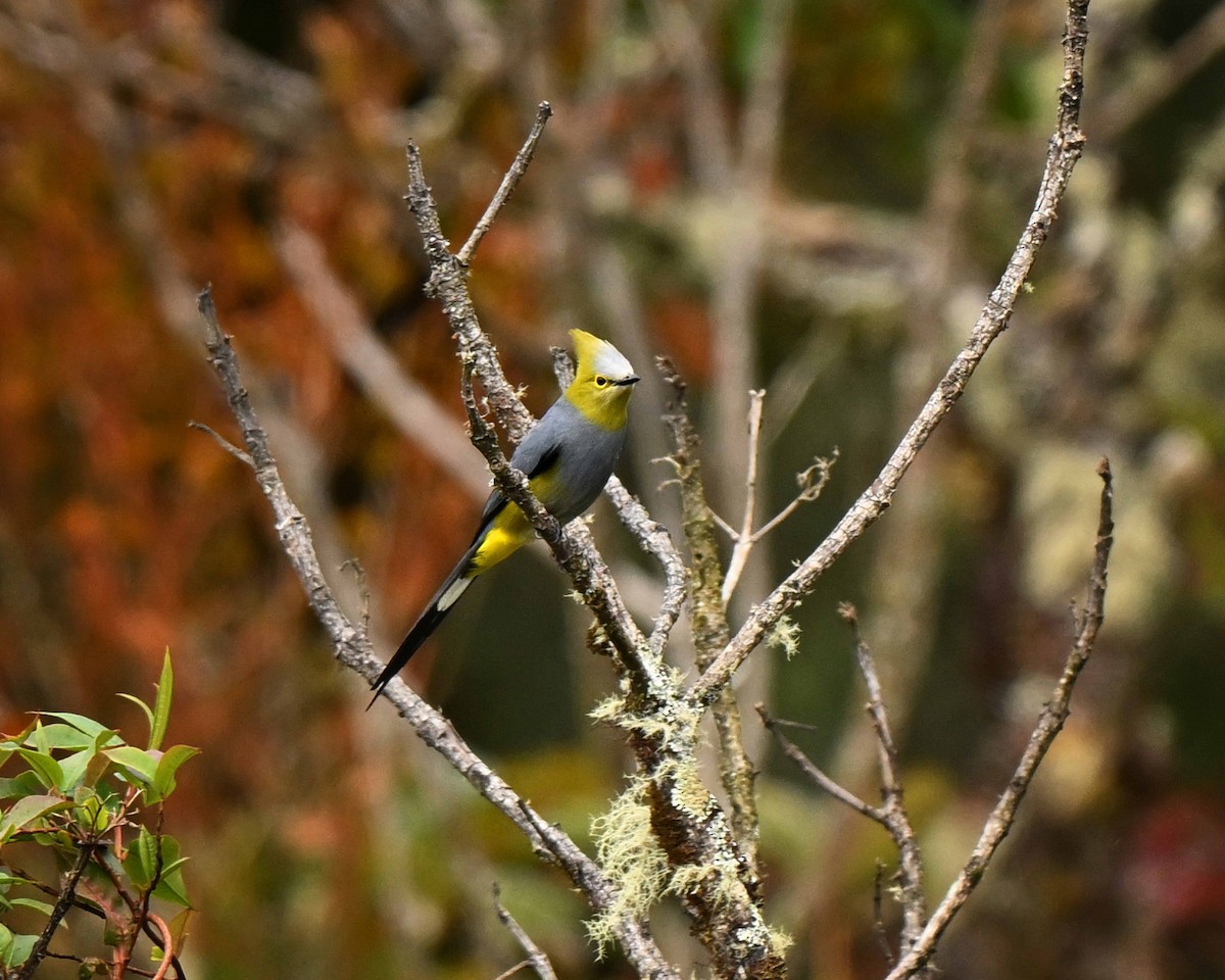 palmovník dlouhoocasý - ML634593827