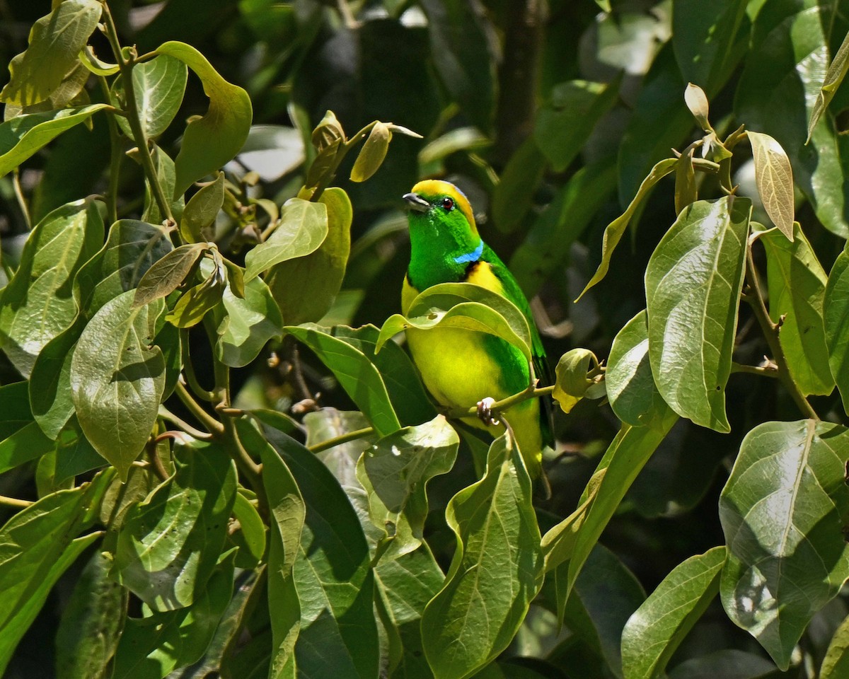 libohlásek malachitový - ML634593831