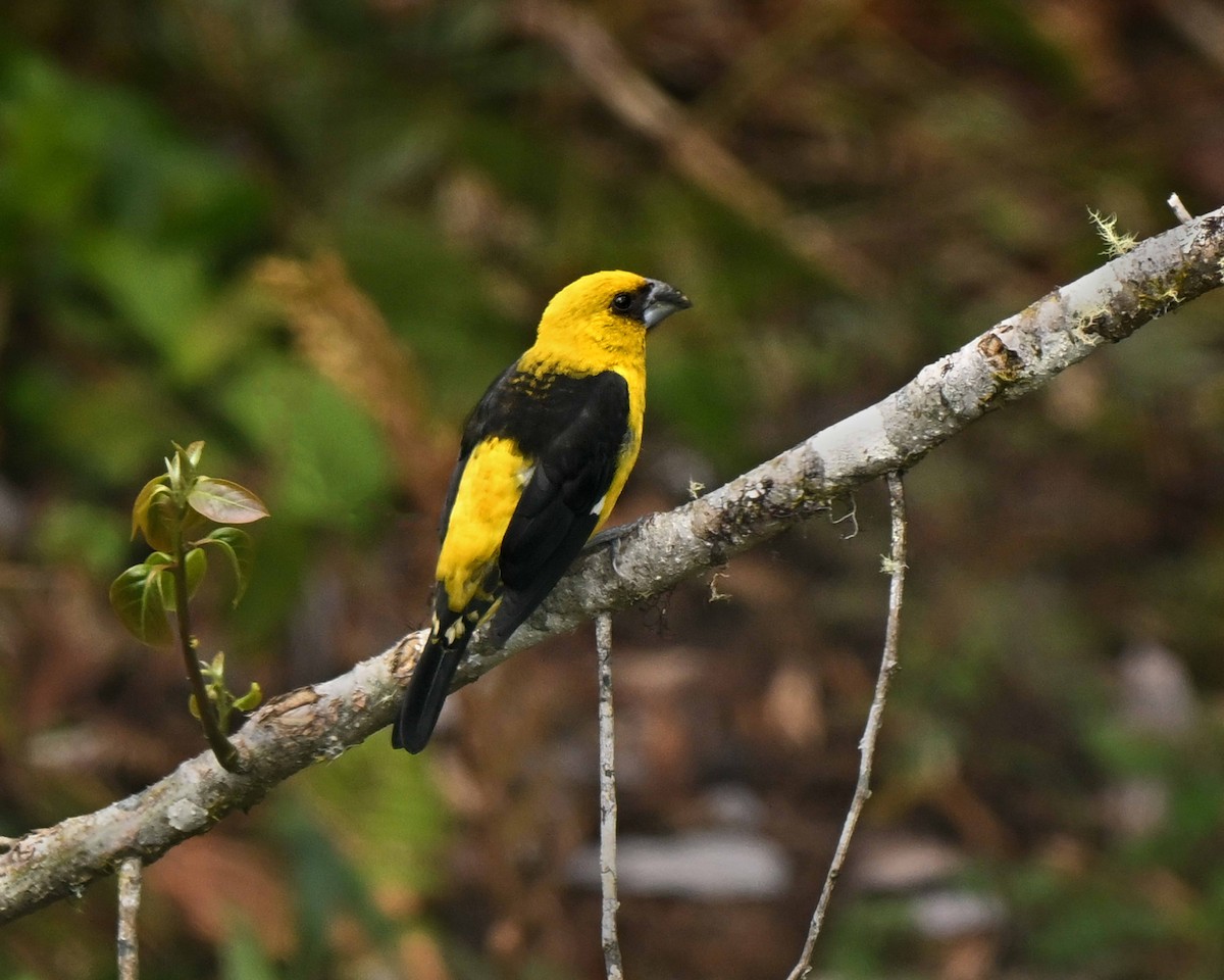 Black-thighed Grosbeak - ML634593834