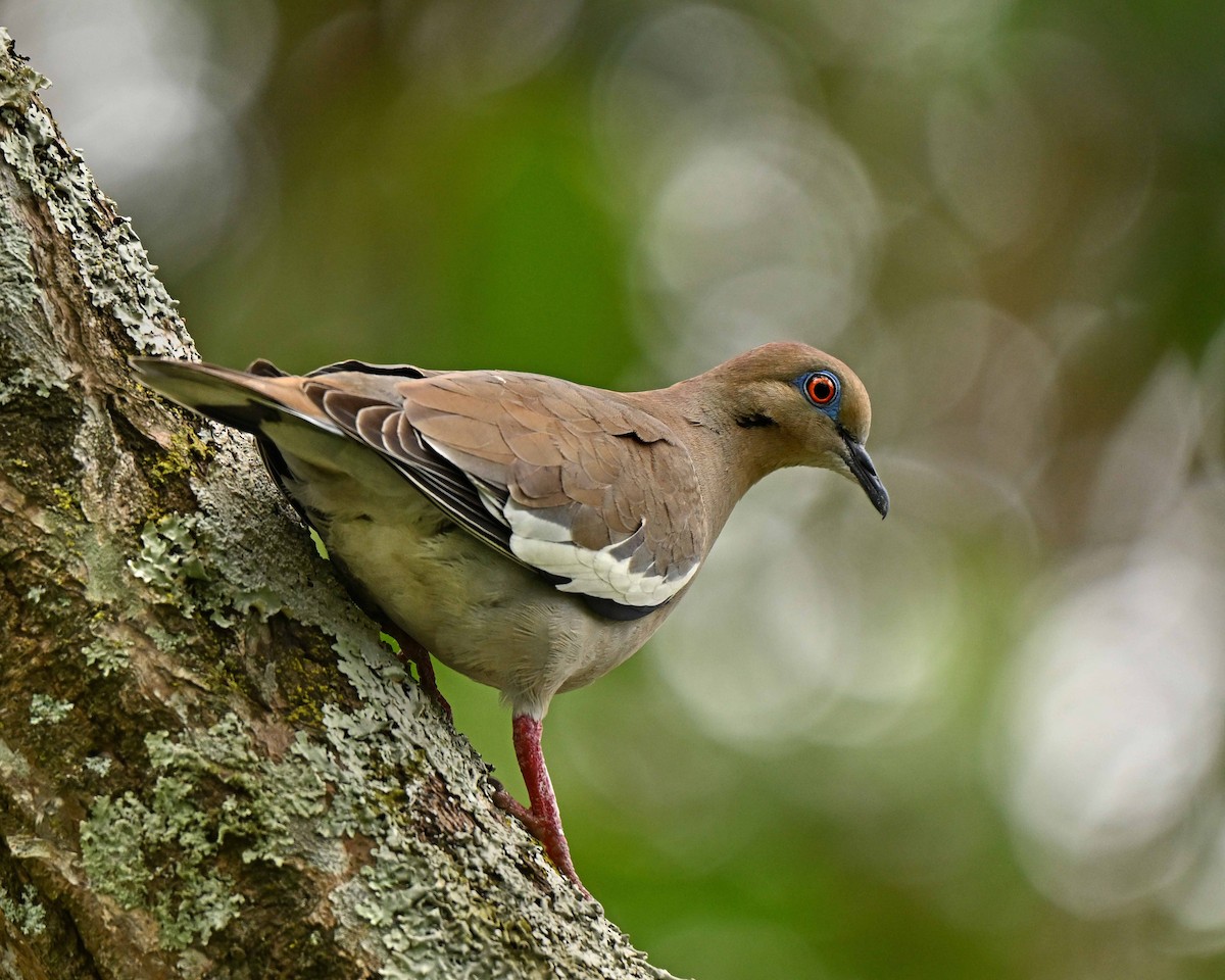 hrdlička bělavokřídlá - ML634593866