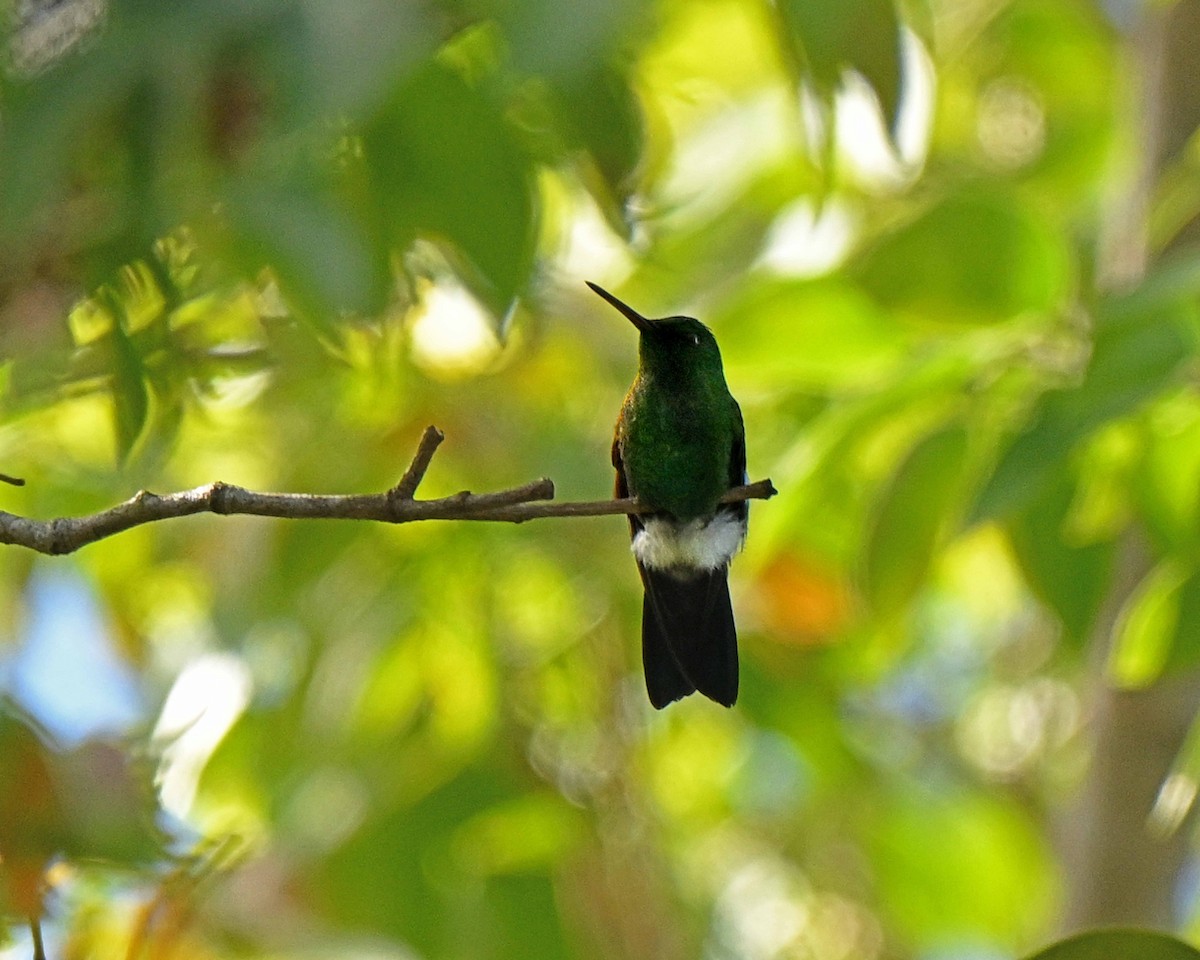 kolibřík Hoffmannův - ML634593871