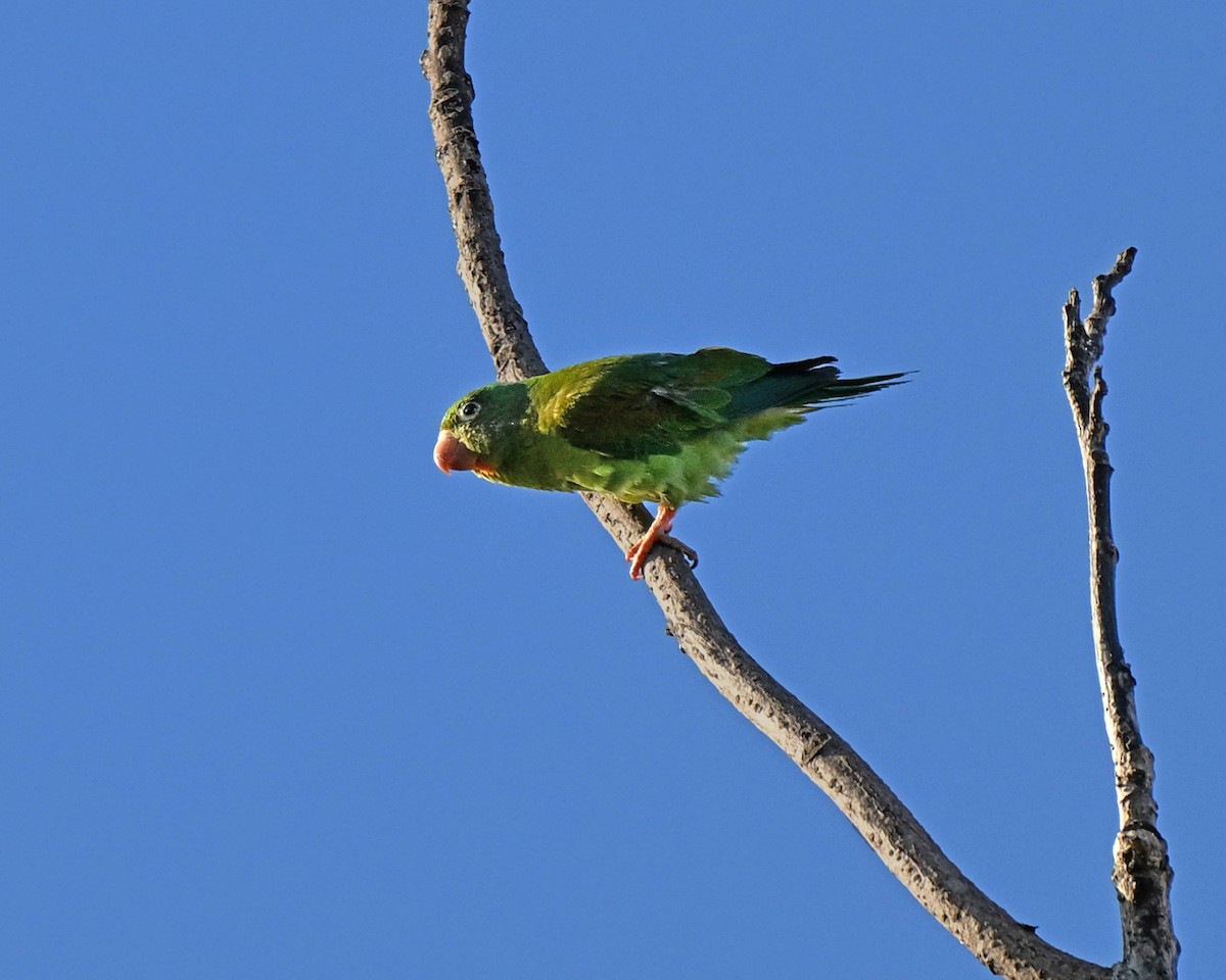 tirika tovi - ML634593887