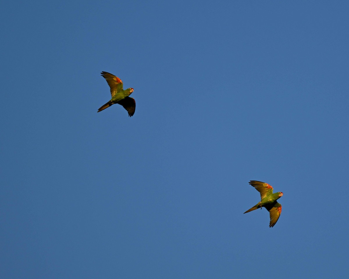 aratinga rudočelý - ML634593889