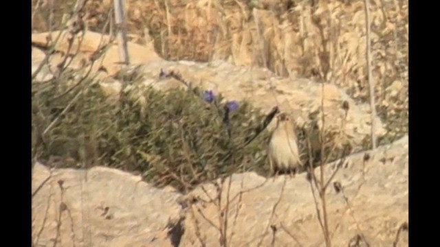 Pale Rockfinch - ML634593893