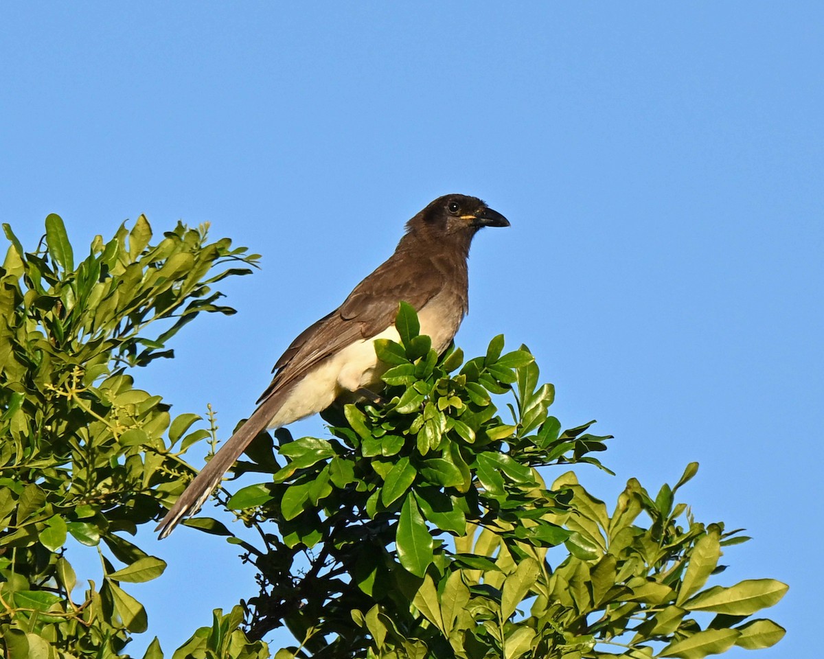 sojka hnědá - ML634593895