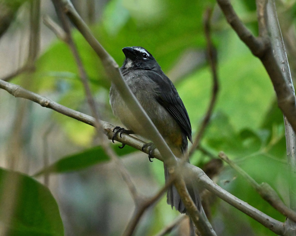 Cinnamon-bellied Saltator - ML634593901