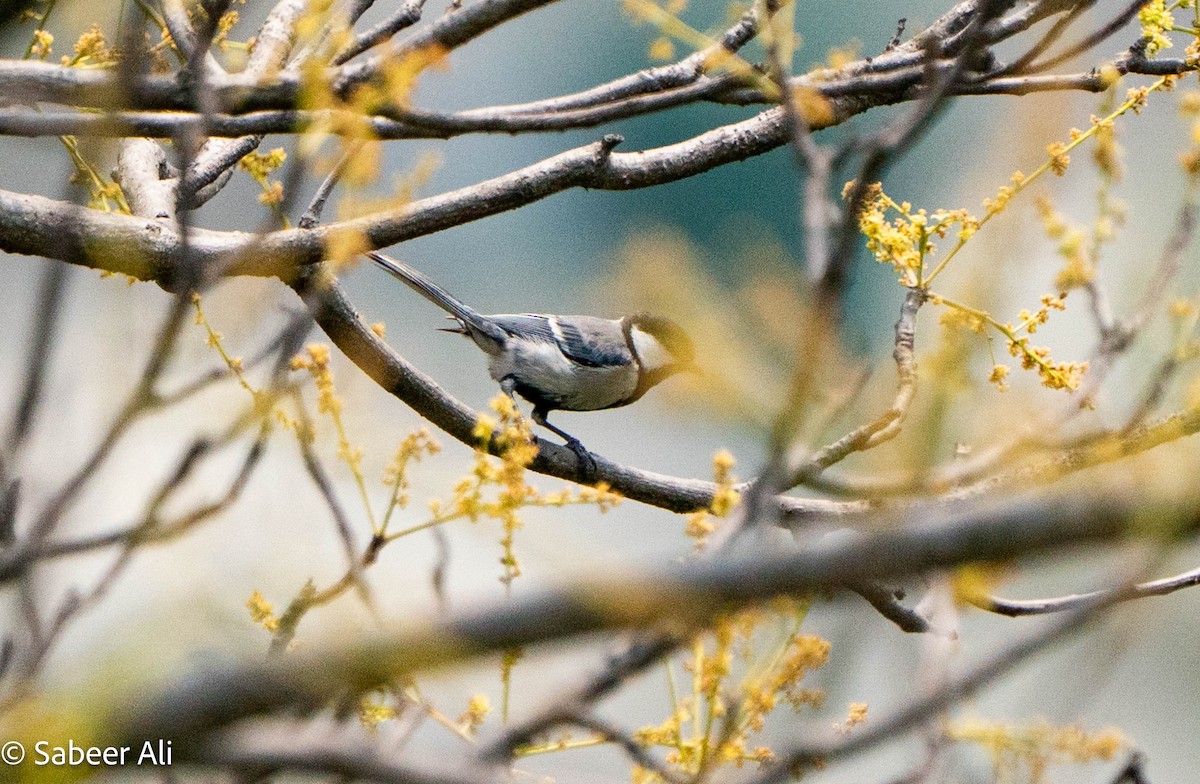 Asian Tit (Cinereous) - ML634593917
