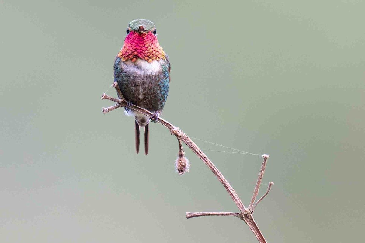 Colibri bourdon - ML634593928