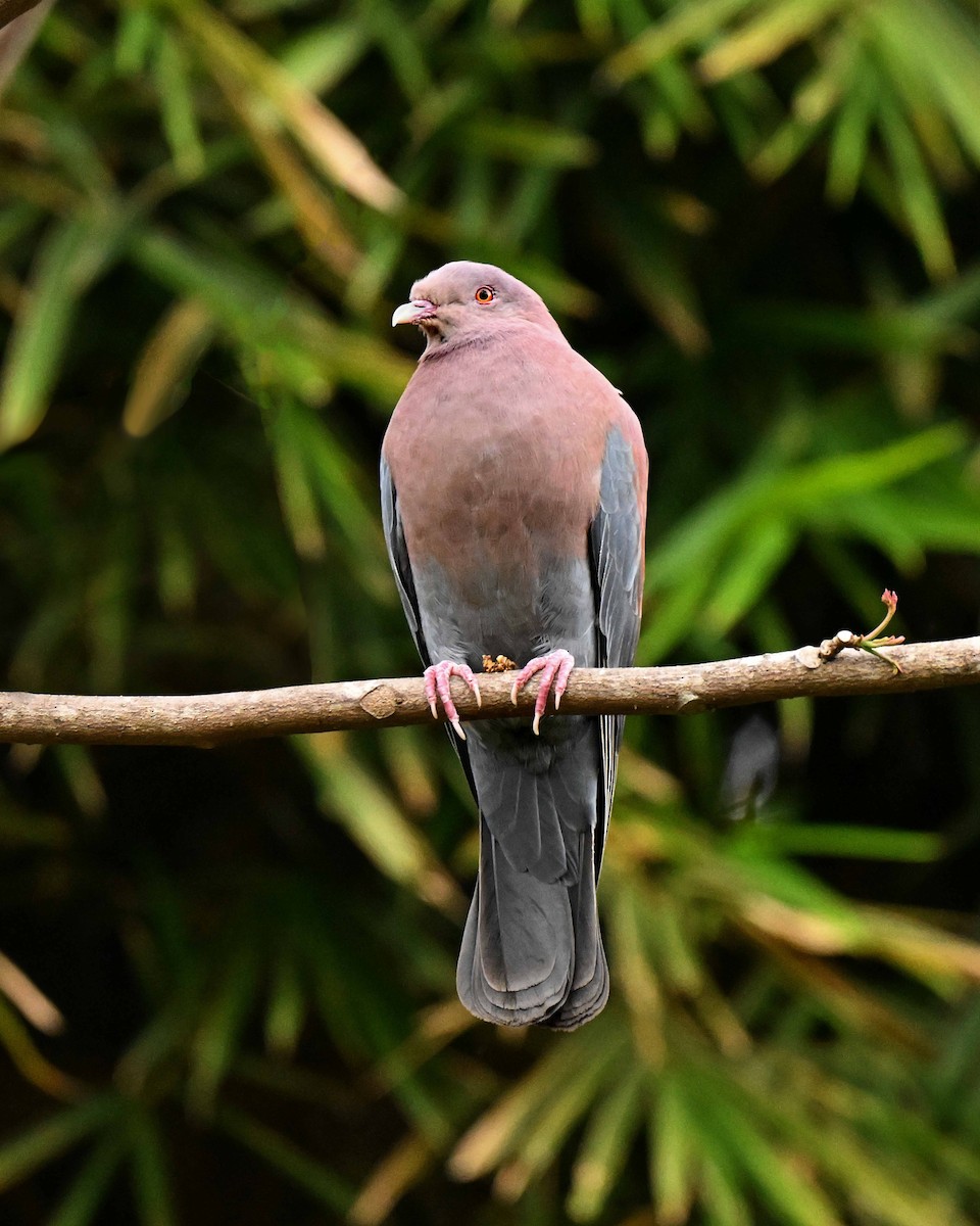 holub středoamerický - ML634593950