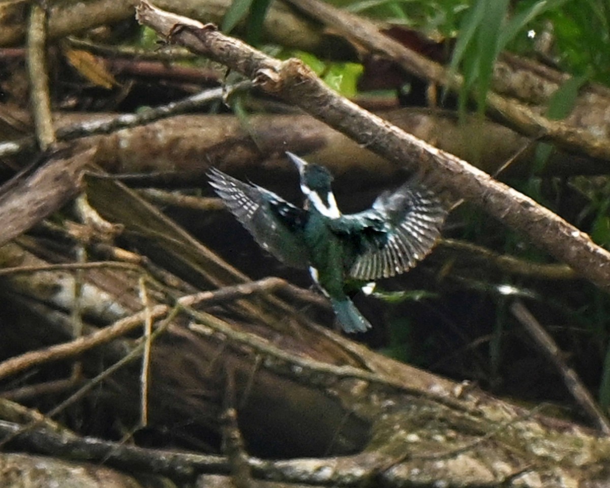 rybařík zelený - ML634594015