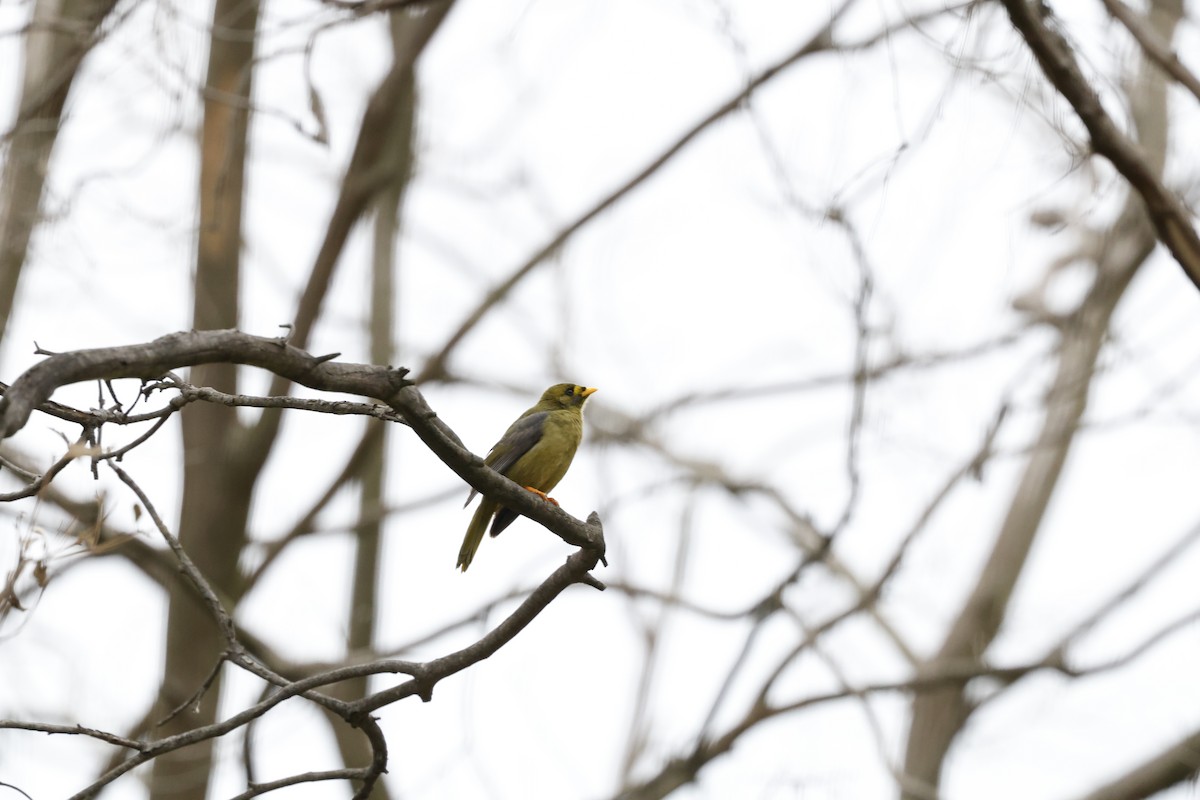 Bell Miner - ML634594049